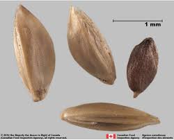 Image result for Cynodon dactylon