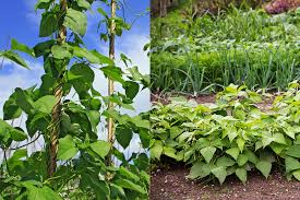 Here's how to plant, grow, and harvest green beans—both the pole and bush types. Bush Beans Vs Pole Beans Which Should You Be Growing