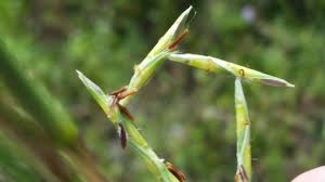 Image result for Elionurus tripsacoides