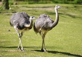 Rhea | Flightless, South American, Ratite | Britannica