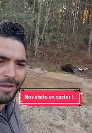 Encuentro matutino con un castor en el rancho