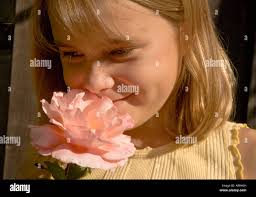 Rosa simple hi-res stock photography and images