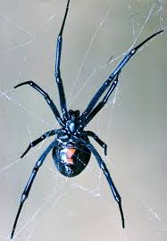It is also the most venomous black widows prefer not to bite if they don't have to. Untangling The Black Widow S Mythic Web Lawrence Livermore National Laboratory