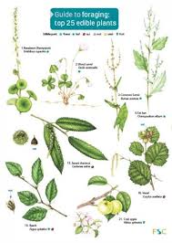 Guide To Foraging Top 25 Edible Plants Identification