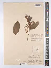 Image result for Rinorea angustifolia