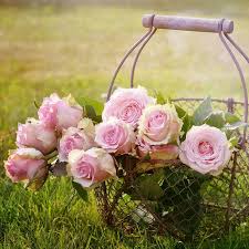 Fiori simili a stelle, peonie o rose; 10 Piante Da Coltivare Per Fiori Recisi Community Lm