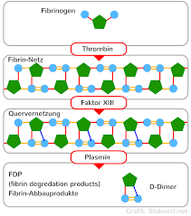 D Dimere Biomarker Fur Fibrinolyse Thrombus Abbau