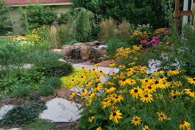 The smaller size makes it great for tighter spaces that need a pop of yellow. How To Grow Black Eyed Susan Houzz