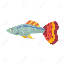 Guppy Fish Royalty Free Cliparts Vectors And Stock Illustration Image 85237108