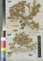 Image result for Grangea anthemoides