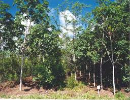 We did not find results for: Will Farmers In The Tropical World Be Among The Foresters Of The 21st Century Through Agroforestry Systems Fair Precious