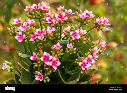 Image result for Kalanchoe velutina