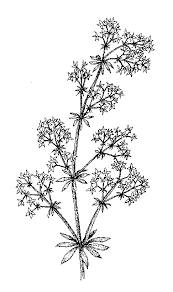 Image result for Justicia mollugo