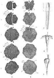 Image result for Ixora burundiensis