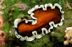Image result for Pseudopod Ospermum