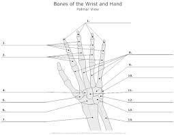 Bones Of The Wrist And Hand Unlabeled Example Smartdraw Anatomy Bones Anatomy Anatomy Practice