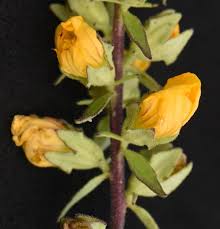 Image result for Alectra vogelii