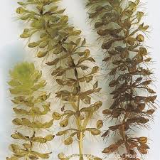 Image result for Aldrovanda vesiculosa