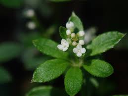 Image result for Galium ossirwaense