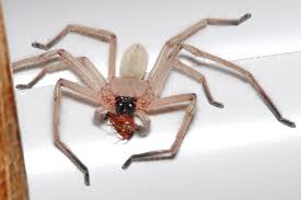 Those who often see spiders at home and don't like the idea of getting up close and personal should consider investing in a spider grabber, which will allow dog owners warned after puppy nearly died eating pizza 'even small bits can be dangerous'. Huntsman Spider