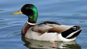 Maybe you would like to learn more about one of these? ØªÙØ³ÙŠØ± Ø­Ù„Ù… Ø§Ù„Ø­Ø°Ø§Ø¡ Ø§Ù„Ø£Ø³ÙˆØ¯ ÙÙŠ Ø§Ù„Ù…Ù†Ø§Ù… Ù„Ù„Ø¹Ø²Ø¨Ø§Ø¡ ÙˆØ§Ù„Ù…ØªØ²ÙˆØ¬Ø© ØªÙØµÙŠÙ„ÙŠØ§ ÙƒÙ†ÙˆØ²ÙŠ