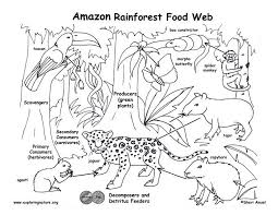 Food Chain Coloring Pages Higher Resolution Pdf For Downloading Rainforest Food Web Rainforest Food Chain Food Web
