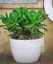 Image result for Crassula vaginata