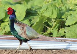 Meet The National Bird Of Japan The Green Pheasant Also Known As Japanese Pheasant Pet Birds Animals National Bird Of Japan