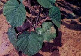 Khasiat Daun Bidara Dalam Perubatan Islam Cara Membuat Ramuan Cara Menggunakan Pohon Bidara Efek Samping Manfaat Kumpulan Tips Nama Lai Daun Tanaman Menanam