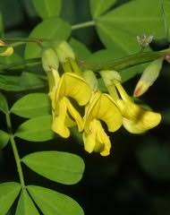 Image result for Microcharis annua