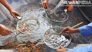 Ikan koi impor semakin mahal harganya sehingga harga ikan koi lokal menjadi lebih bersaing. Panduan Lengkap Cara Budidaya Ikan Koi Hewanpedia