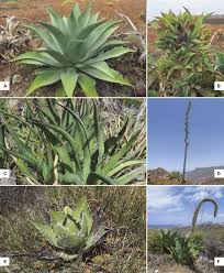 Image result for Agavaceae