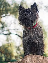 Image result for cairn teriér