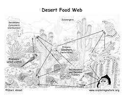 Some of the worksheets for this concept are hohokam canal systems work, a walk in the desert, , name desert tortoise, plant distribution in a sonoran desert city, desert island survival activity, arizona, desert survivor team building exercise desert survival. Sonoran Desert Food Web