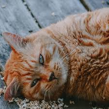 Their eyes are almost completely open, though their eyesight is still unfocused. How To Help A Cat Lose Weight Mud Bay