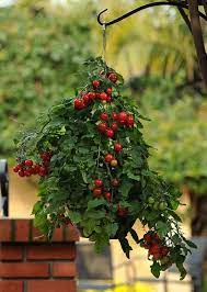 Tomato varieties are classified into two categories in general, larger plants and pots require more water than smaller plants and pots, hotter weather smaller tomato varieties and tomatoes planted in hanging baskets do not require extra support. Secrets Of Growing Tomatoes In Hanging Basket