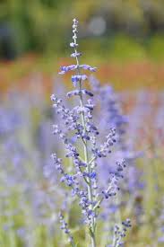 Image result for Perovskia atriplicifolia lacey blue photo