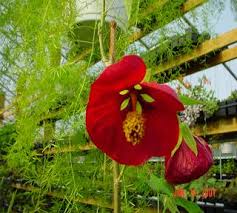 Image result for Barleria holubii