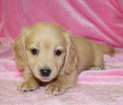 Search results for dachshund puppies pets and animals for sale in fayetteville, north carolina. Dachshund Breeders Nc Dachshund Breeder Nc North Carolina English Cream Dachshunds For Sale Dachshund Breeders Cream Dachshund Dachshund Puppy Miniature