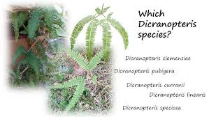 Image result for Dicranopteris