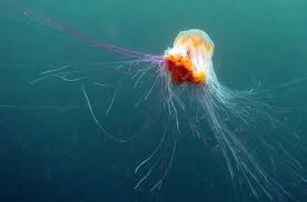 Start the drawing by sketching an oval & line as shown. Best 30 Lions Mane Jellyfish Fun On 9gag