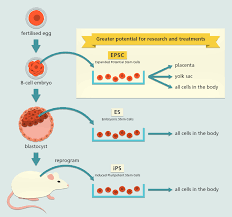 The cell lines, derived from preimplantation stage embryos, were capable of prolonged, undifferentiated proliferation in culture and yet maintained the ability to develop into a variety of specific cell types, including neural, gut, muscle, bone and cartilage cells. New Type Of Stem Cell Line Produced Offers Expanded Potential For Research And Treatments Wellcome Sanger Institute