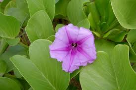 Image result for Ipomoea venosa
