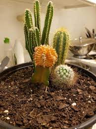 How to grow ruby ball cactus (moon cactus). Ask A Question Forum Problem With A Cactus Garden Org