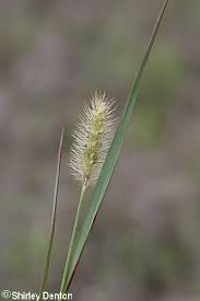 Image result for Setaria parviflora