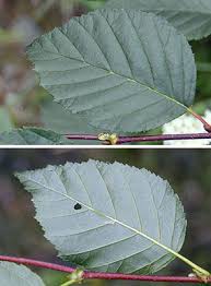 Image result for Alinula sp.