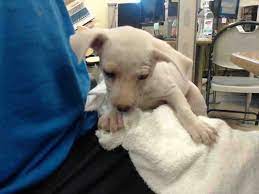 Petharbor Com Animal Shelter Adopt A Pet Dogs Cats Puppies Kittens Humane Society Spca Lost Found Animal Shelter Humane Society Animals
