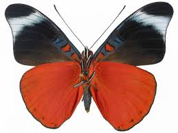 Image result for Phaulopsis sangana