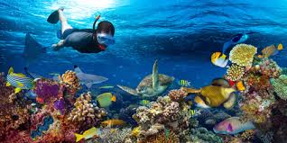 Adventurer & Discoverer - Article - 4 Rekomendasi Snorkeling Spot di Pulau  Samalona, Sulawesi
