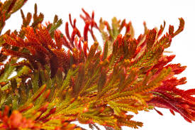 Image result for Selaginella afrorum